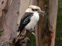 Kookaburra Lorne